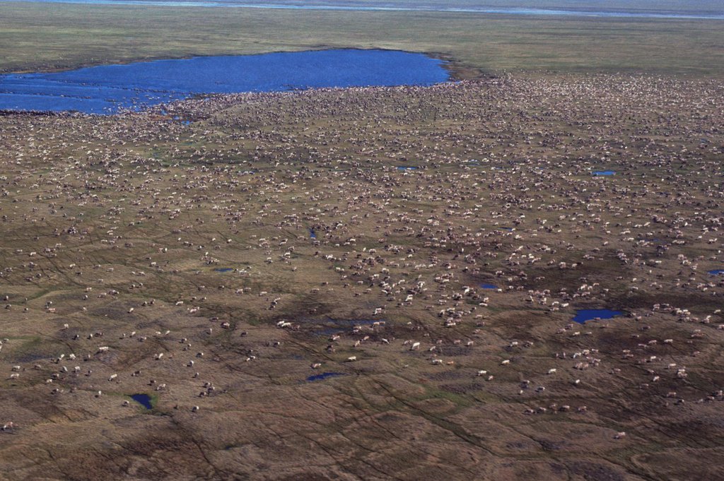 L'Arctique sans neige. Un scénario probable.