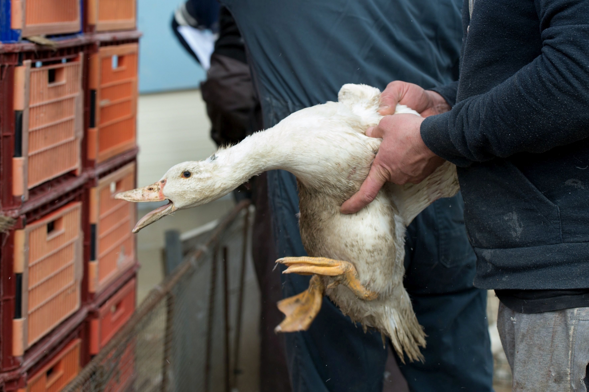 epa05808602 Ducks are caged before being transported to a slaughterhouse to eradicate the epidemic of avian influenza at the farm of Hazard in Saint-Aubin, France, 22 February 2017. The 360,000 ducks still alive in the Landes, the first national producer of foie gras, will be slaughtered in order to eradicate the epidemic.  EPA/CAROLINE BLUMBERG FRANKREICH VOGELGRIPPE