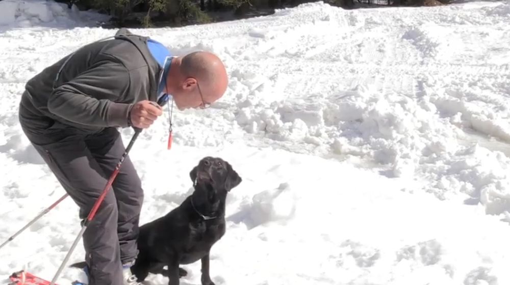 Les chiens d'avalanches doivent retrouver des victimes sous la neige.