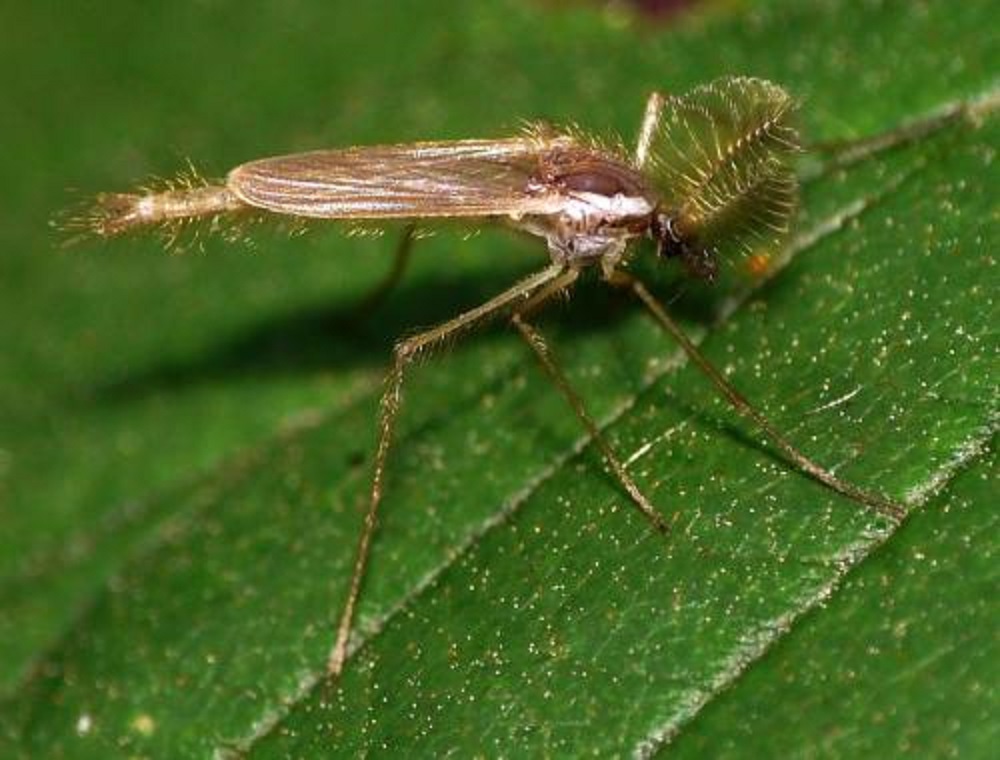 La mouche Chaoborus se remplit et se vide de méthane pour se déplacer verticalement dans l'eau.