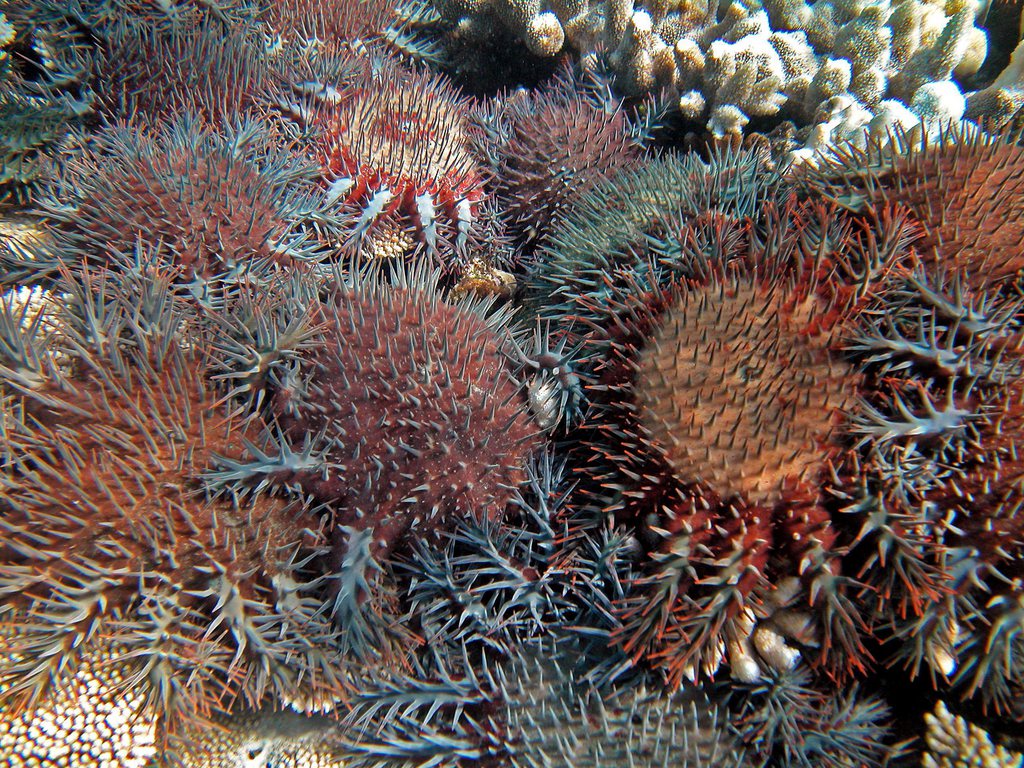 L'acanthaster dévore le corail et ses piquants sont venimeux et toxiques pour l'homme. Mais elle n'aime pas le vinaigre.