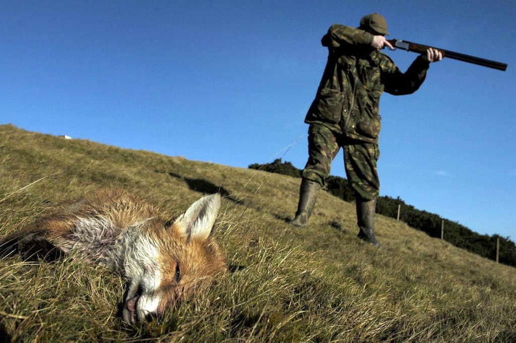 La section thurgovienne de la PSA avait déjà demandé l'interdiction de la chasse au terrier en 2010. (illustration)