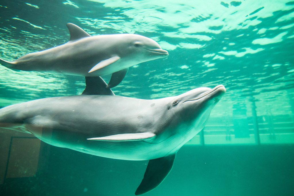 La reproduction des dauphins et des orques en captivité est désormais interdite en France. (illustration)
