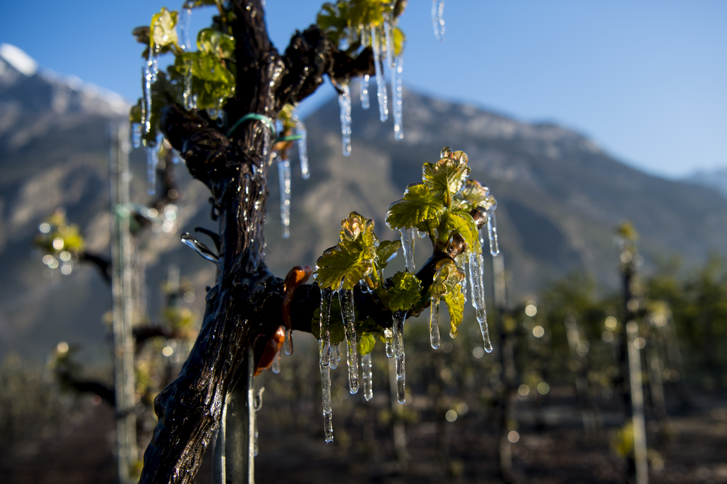 Water is sprayed in a vineyard to protect blooming buds with a thin layer of ice, in the middle of the Swiss Alps mountains, in Saxon, Canton of Valais, Switzerland, Thursday, April 20, 2017. Due to unusually low temperatures, wine growers try to protect their buds with icy water. (KEYSTONE/Jean-Christophe Bott)....De l'eau est gicle afin de former une couche de glace pour proteger la vigne ce jeudi 20 avril 2017 a Saxon dans le canton du Valais. (KEYSTONE/Jean-Christophe Bott)