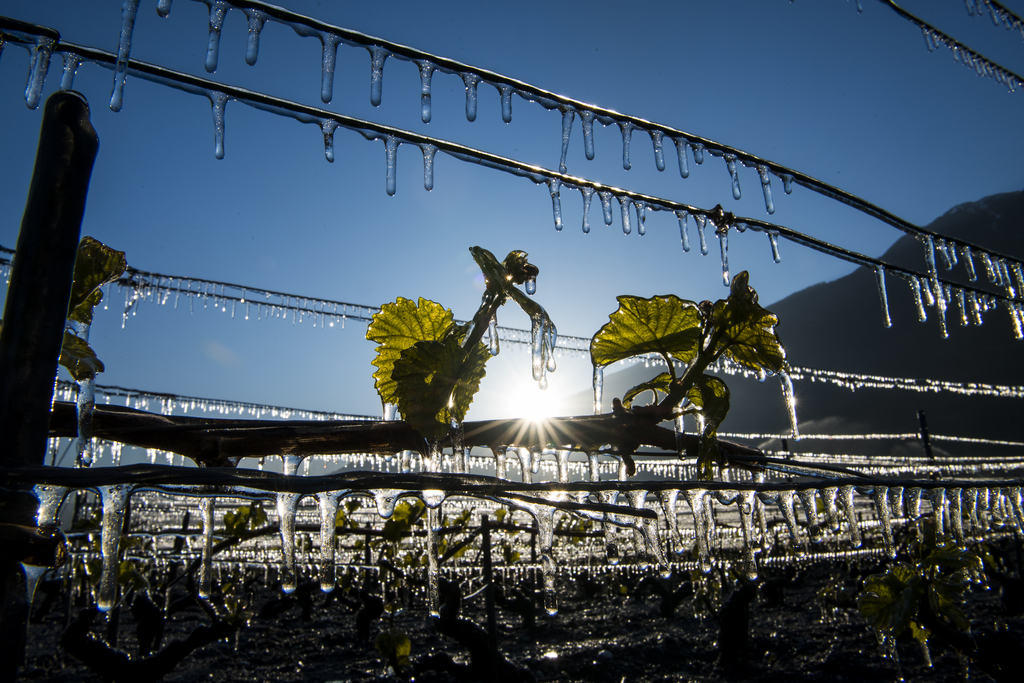 Alors que les vignes ont été durement touchées par le gel en Valais central, des communes réagissent.