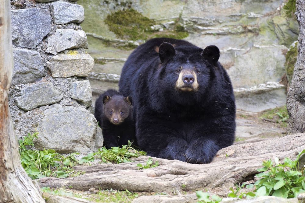 Le petit ourson noir Mirus a effectué ses premières sorties sous la surveillance de sa mère Mona.