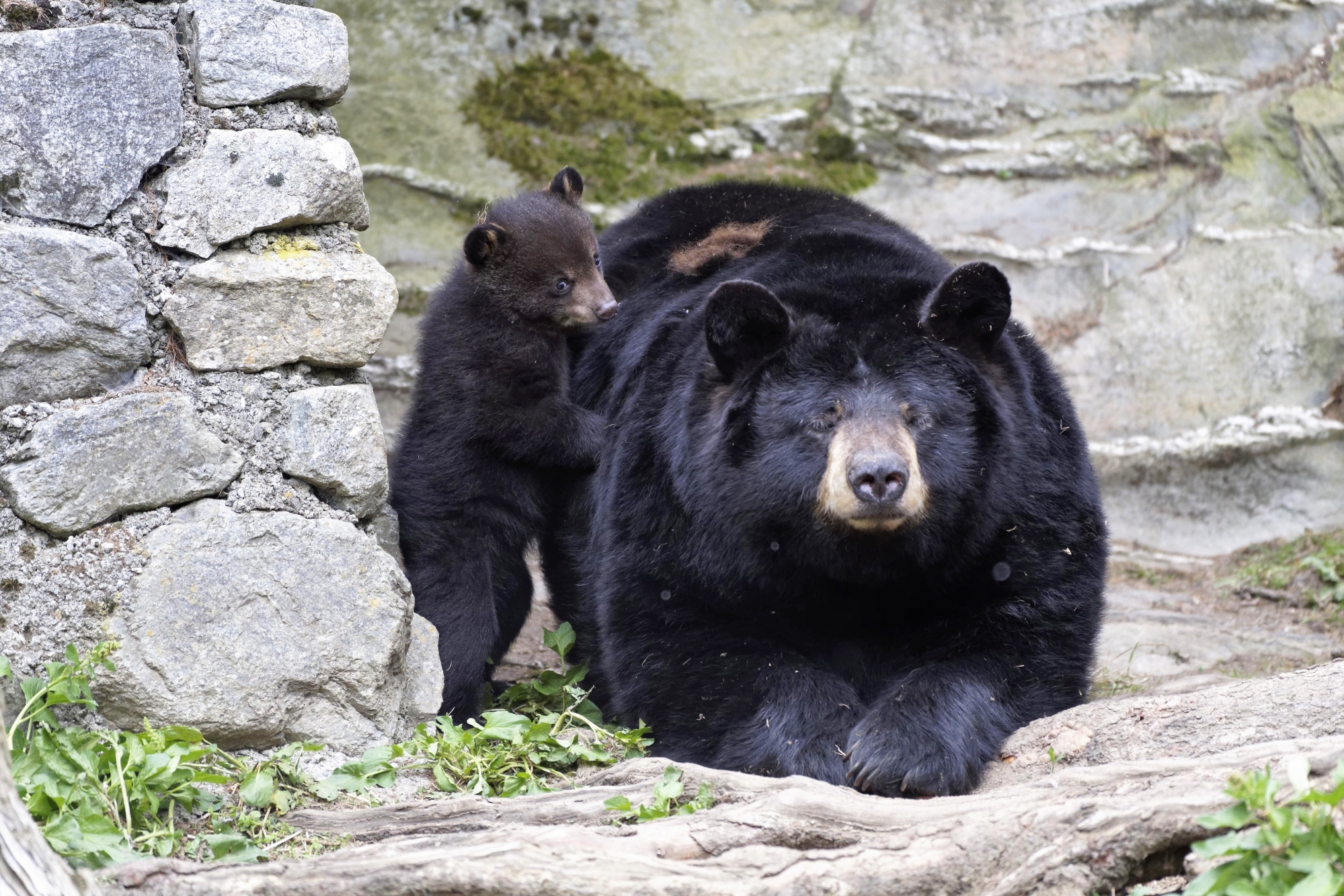 Naissance d'un ours noir au zoo des Marécottes. Eric Mottier