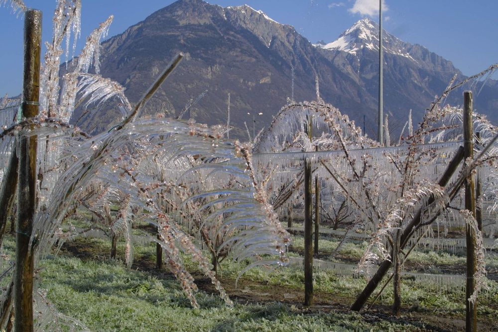 En Valais, les arboriculteurs luttent contre le gel notamment avec l'arrosage.