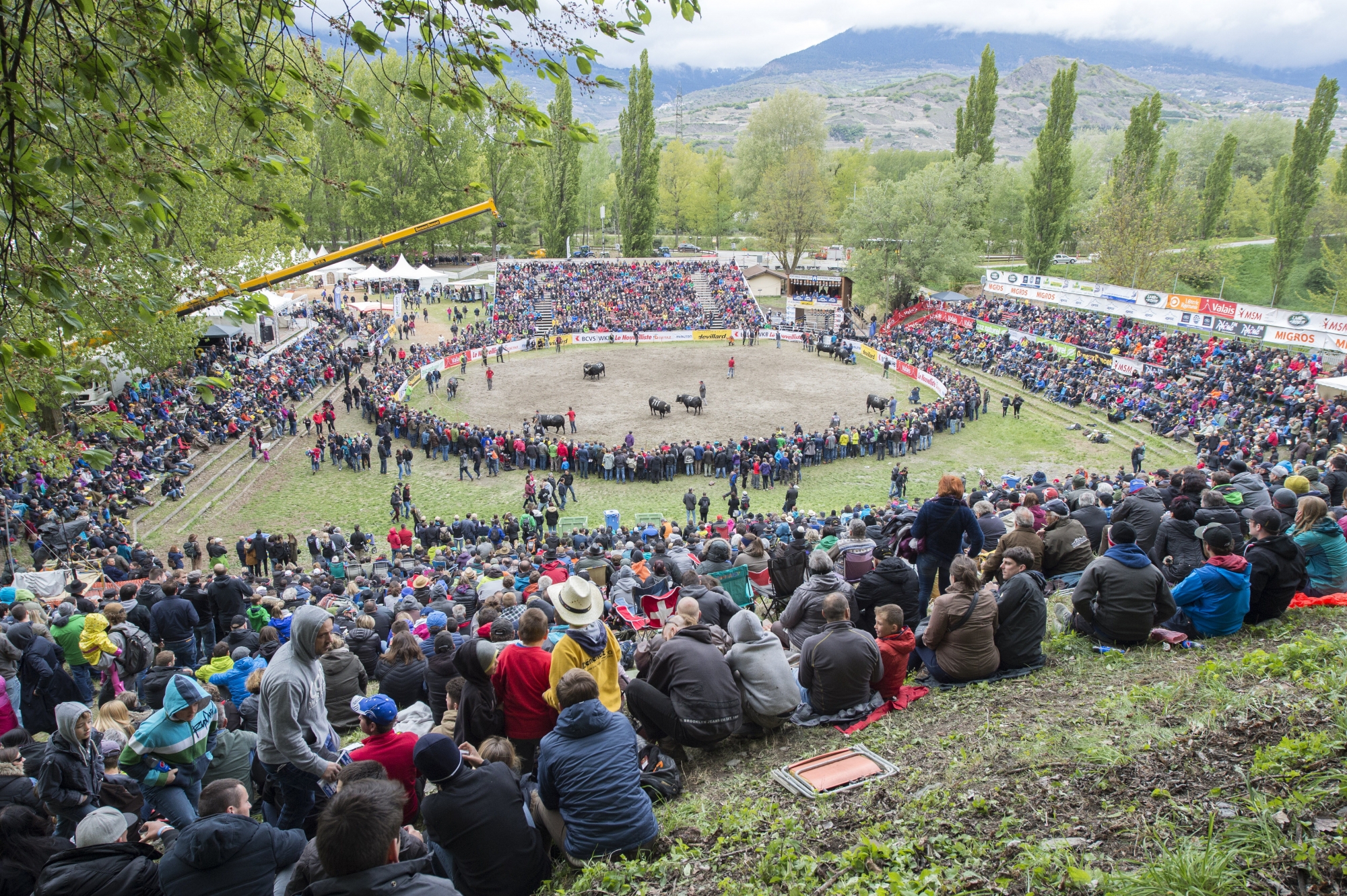 15 000 spectateurs sont attendus les 6 et 7 mai à Aproz pour assister à la finale nationale des combats de reines.