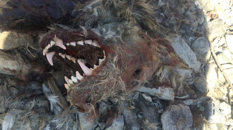 Une mâchoire impressionnante sur une tête décharnée et des yeux caves: c’est cette carcasse qui avait été découverte le 7 mars 2016 au bord du Rhône, dans la région de Rarogne.