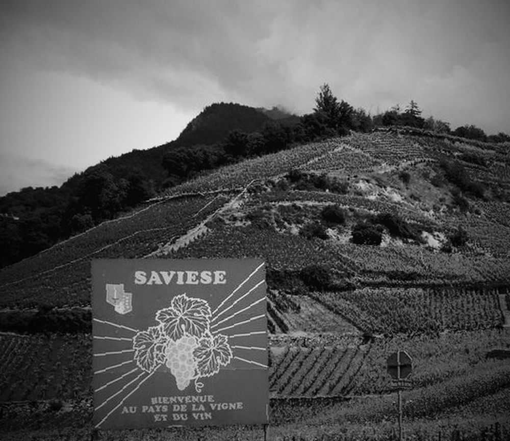 Le pays de la vigne et du vin va aider ses vignerons. 