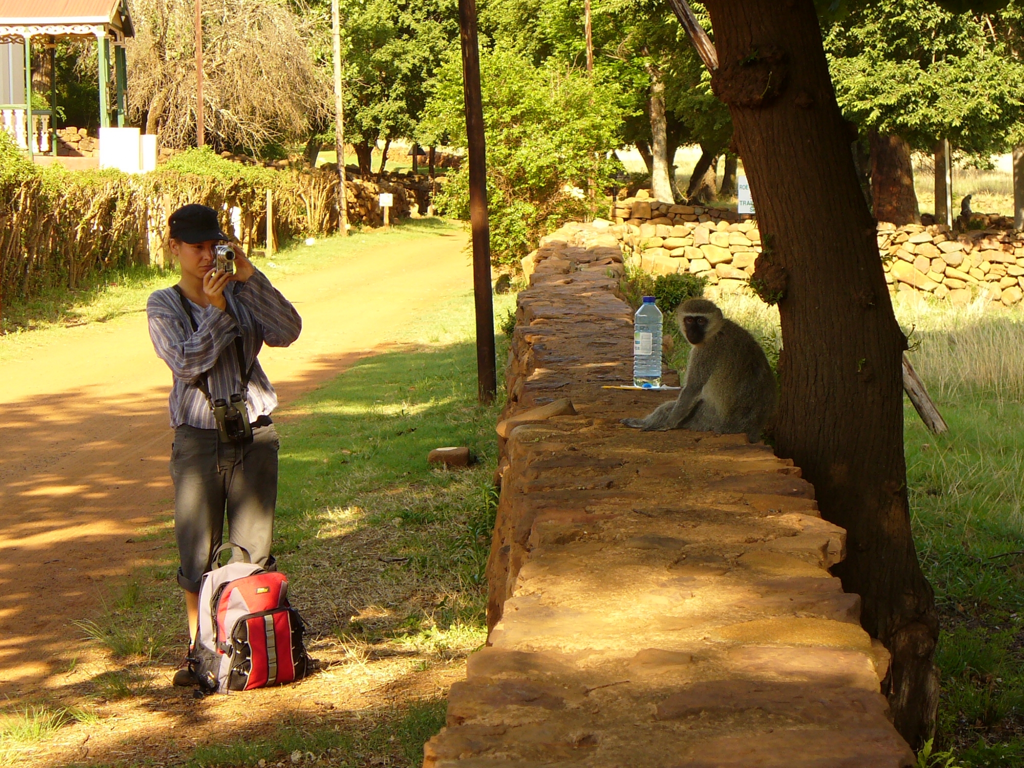 En Afrique du Sud, l'intérêt de la chercheuse pour les grands singes a débuté avec les singes vervet.