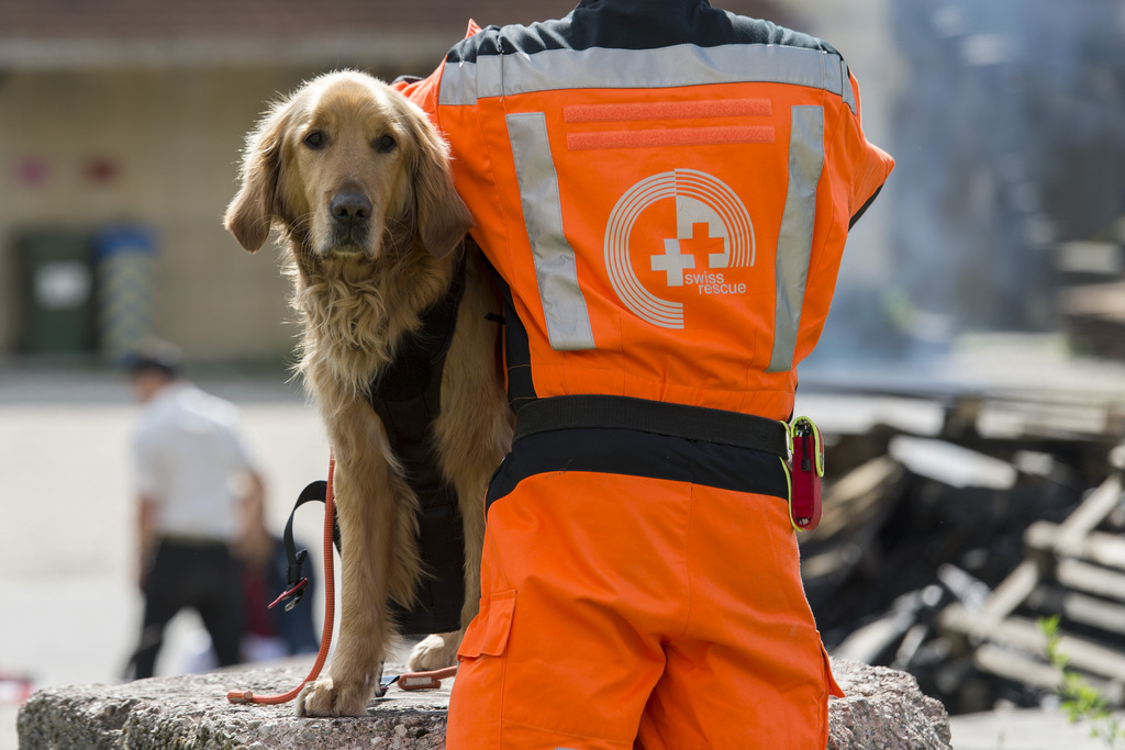 Huit chiens de la chaîne suisse de sauvetage participent aux opérations.