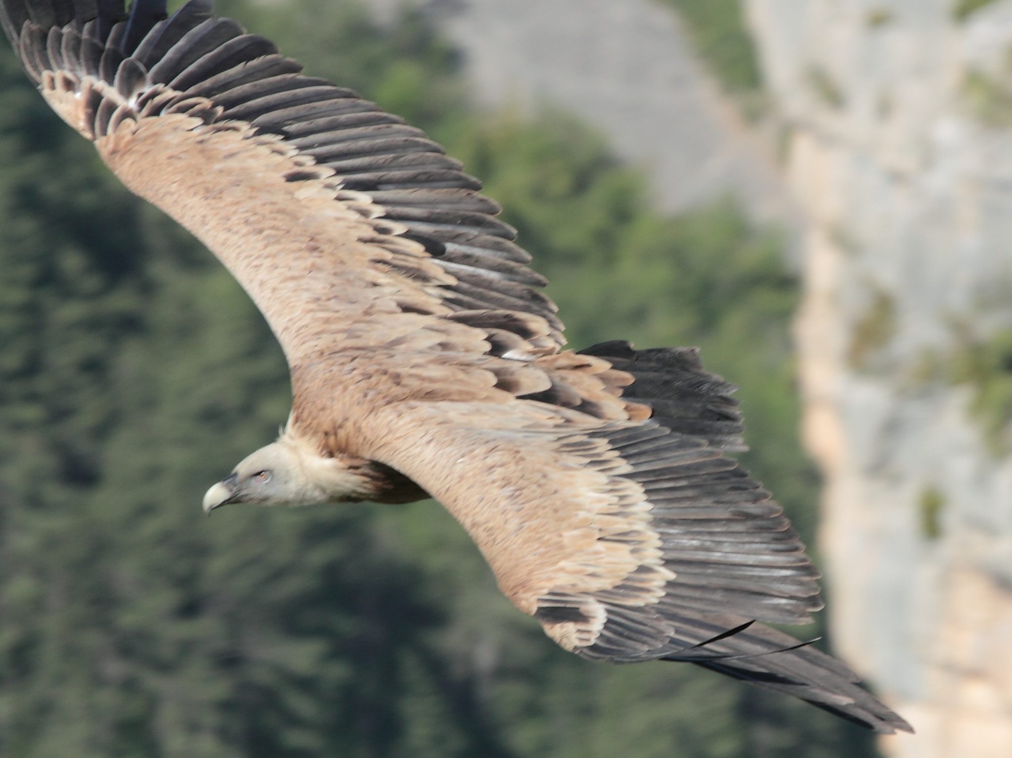 Les vautours fauves sont reconnaissables grâce à leur envergure, des griffes insignifiantes et leur plumage ocre et fauve.



DR