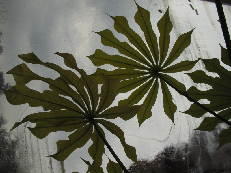 Cinq nouvelles espèces de manihot figurent parmi les espèces de plantes répertoriées. (Illustration)