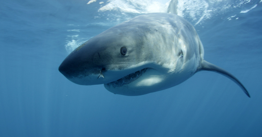 L'épisode est intitulé: "Phelps contre requin: le Grand Doré contre le Grand Blanc".