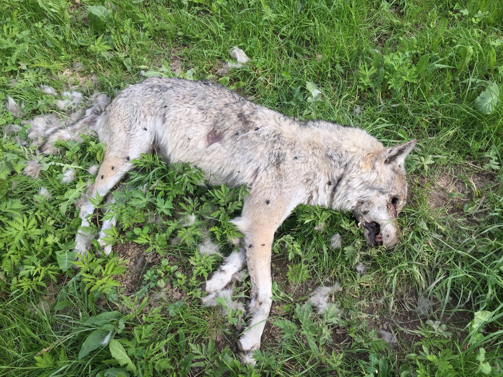 Le loup retrouvé à Jaun a vraisemblablement été empoisonné. 