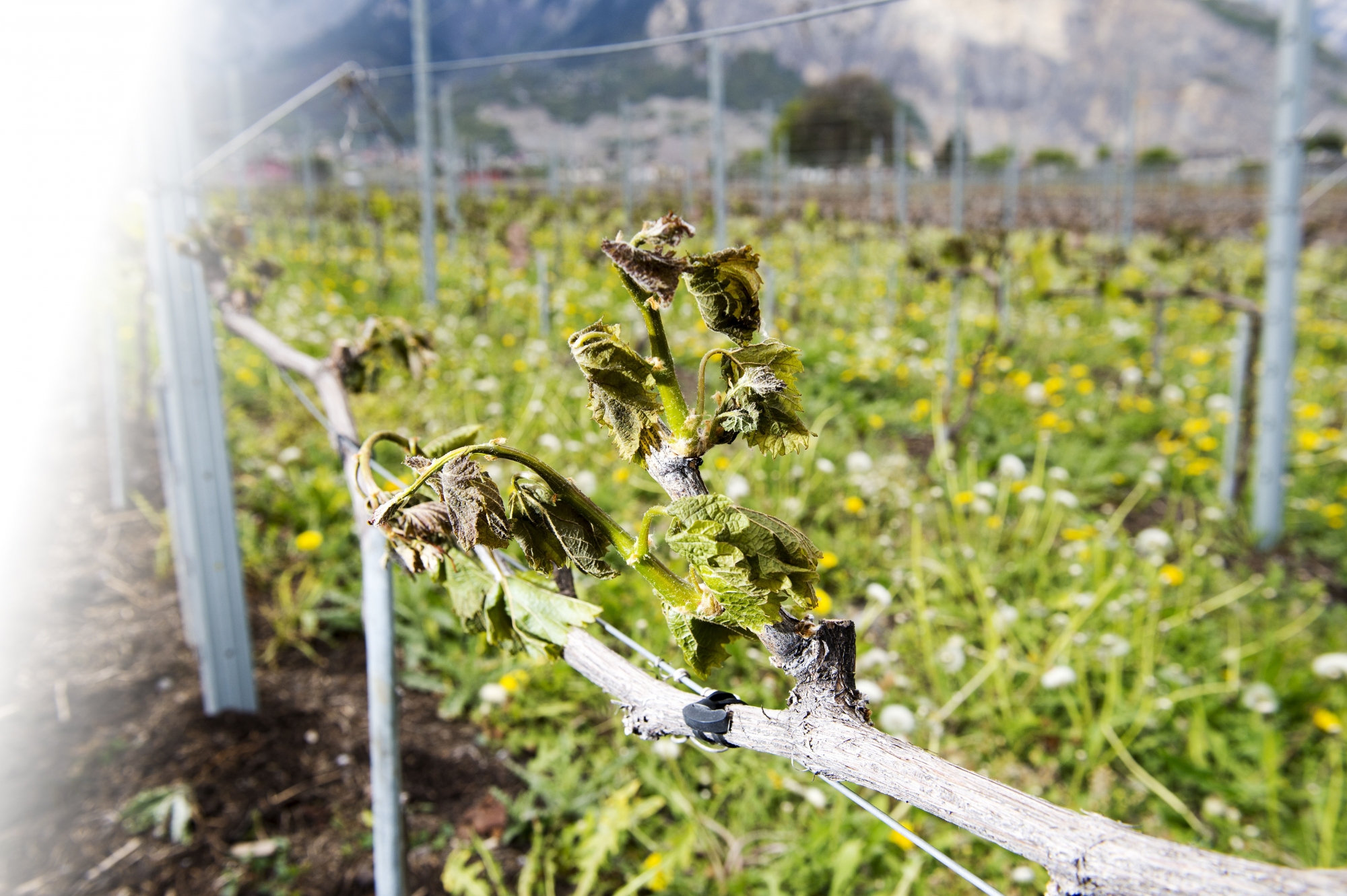 A la fin avril, le gel a provoqué des dégâts importants sur les vignes valaisannes, mais aussi dans les vergers.