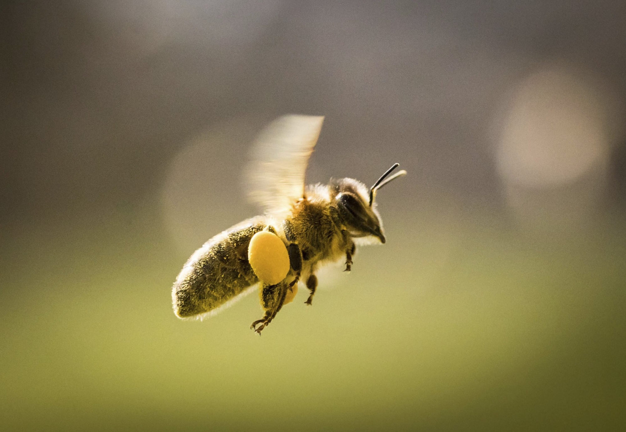 Du Captafol, fongicide cancérogène interdit depuis 30 ans en Suisse, a été découvert sur les cadavres d'abeilles de sept ruches valaisannes.