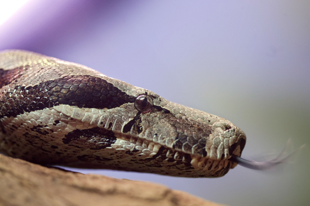 La victime possède 11 serpents et avait secouru le boa décapité la veille. 