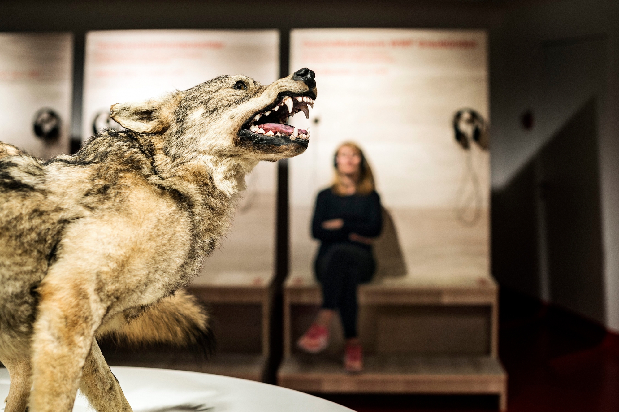 Alpines Museuzm Bern, Biwak, Ausstellung Wolf