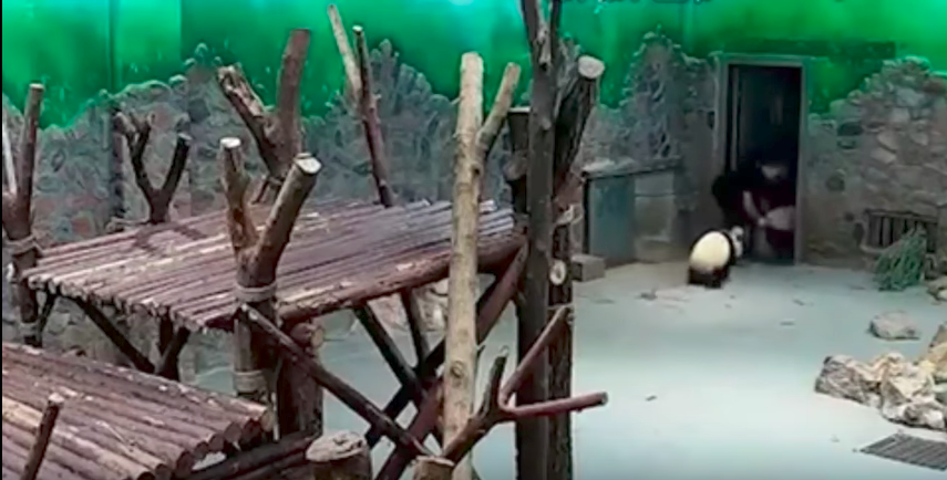 Il ne resterait plus que 2000 pandas en liberté selon les estimations.