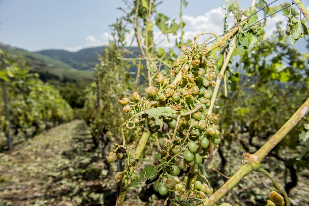 Les dégâts causés par la grêle sur les vignes du haut de Conthey.