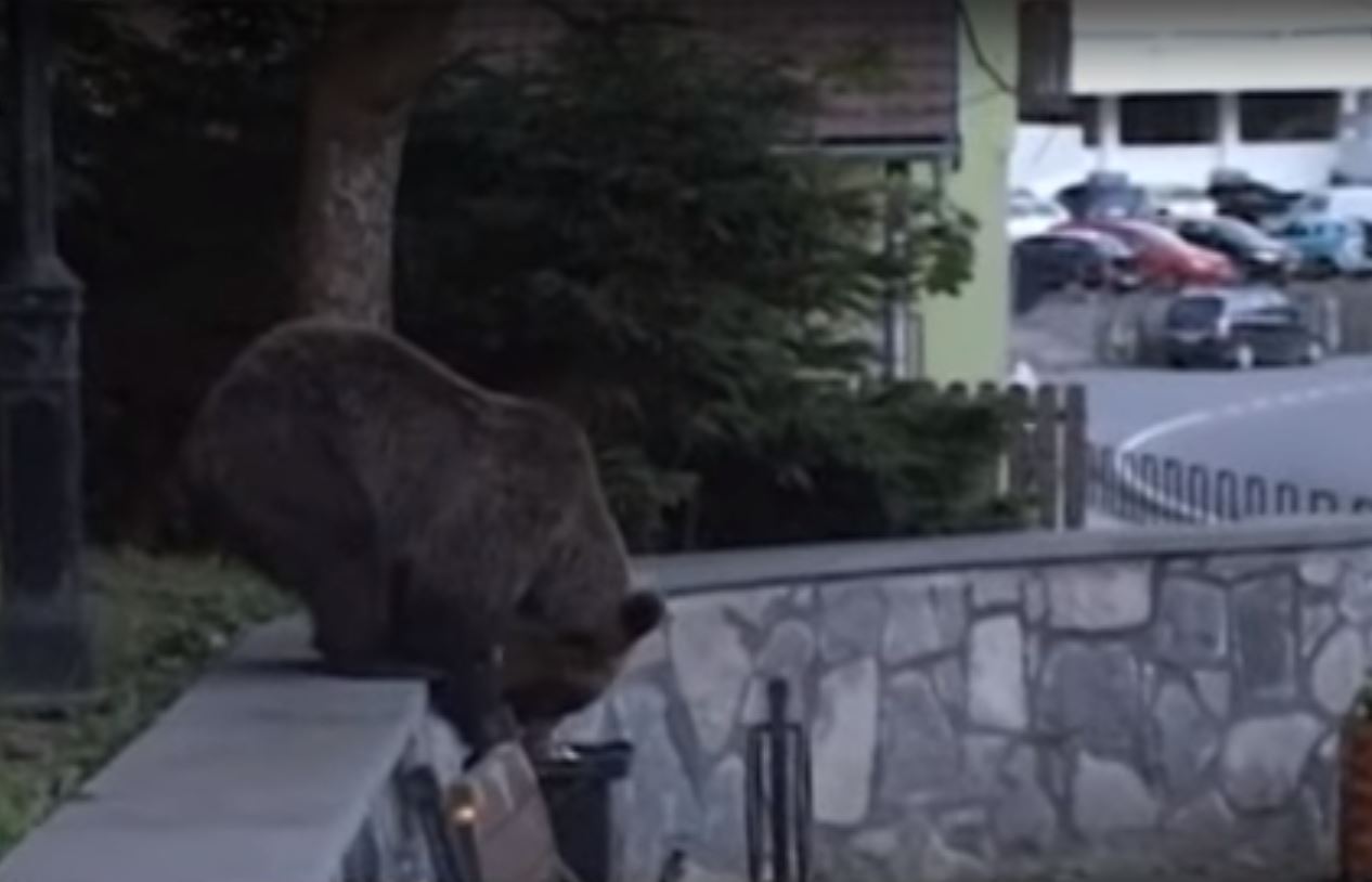 Les ours n'hésitent pas à faire les poubelles.