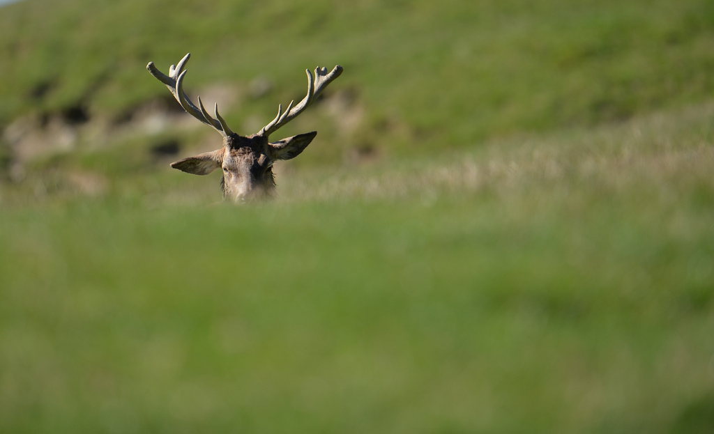 Les cerfs d'élevage sont incapables de survivre dans la nature.