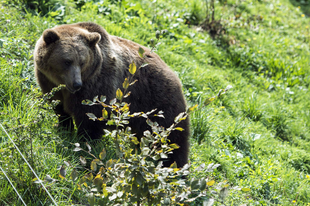Le lieu du drame était accolé à l'enceinte des ours pour permettre aux visiteurs de voir les prédateurs le plus proche possible. 