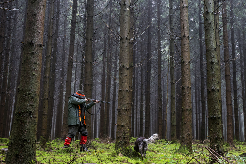 Les plans de chasse doivent faire en sorte que la population d'ongulés permette une régénération naturelle et diversifiée des forêts. (Illustration)