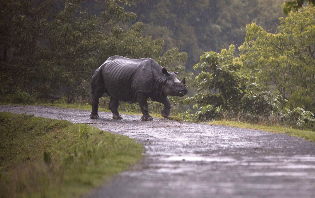 La première vente aux enchères de corne de rhinocéros en ligne a débuté mercredi en Afrique du Sud. 