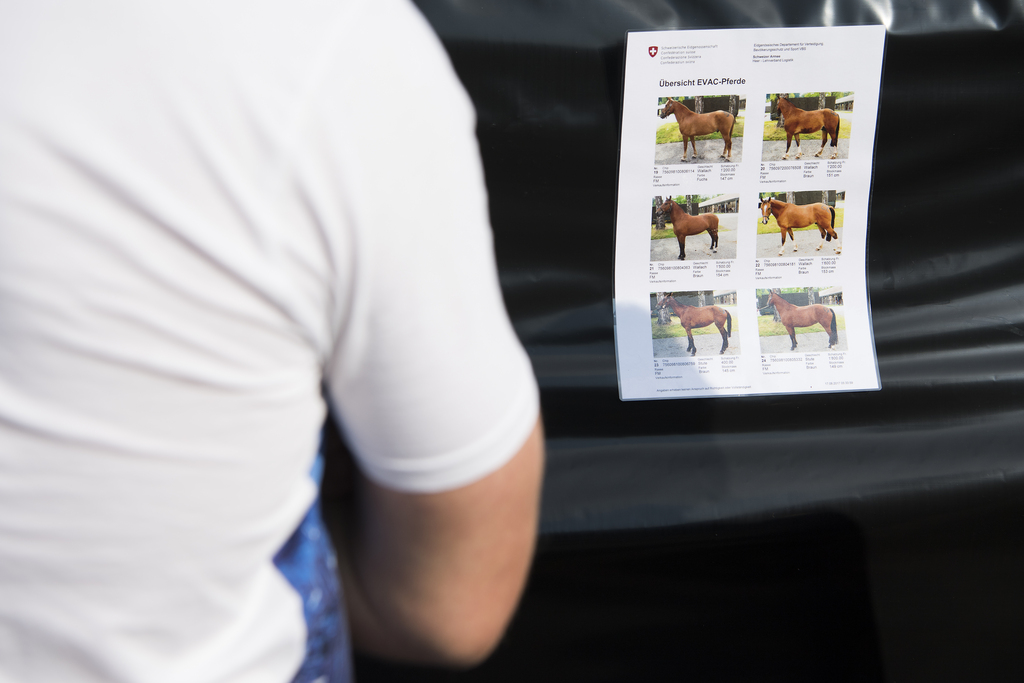 Les chevaux maltraités ont été vendus jeudi.