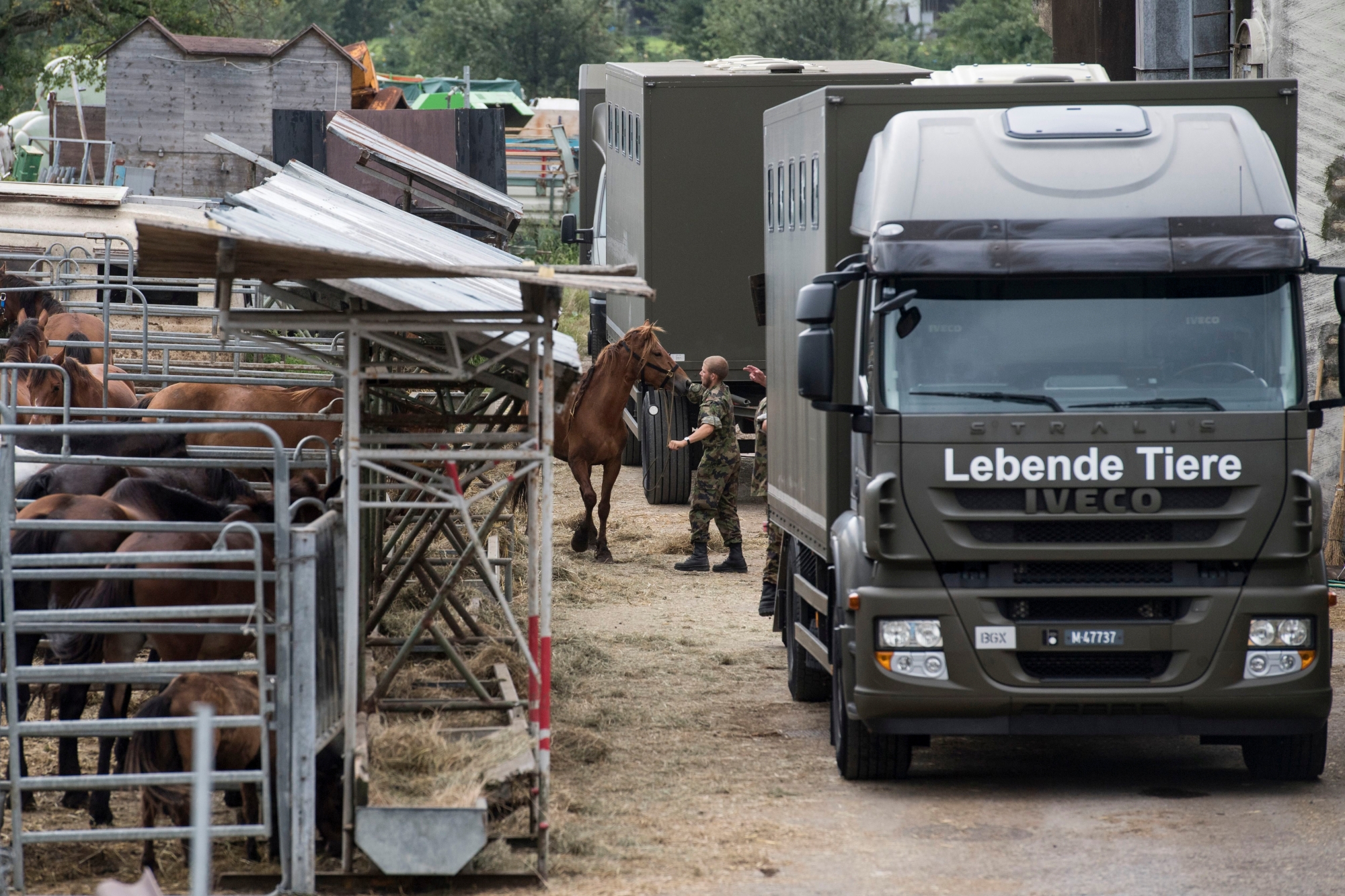 Das Militaer sichert die Pferde vom Hof von Ulrich K., der unter dem Verdacht der Quaelerei von Pferden steht, aufgenommen am Dienstag, 8. August 2017, in Hefenhofen. (KEYSTONE/Ennio Leanza) SCHWEIZ SKANDAL PFERDEZUCHT ULRICH K.