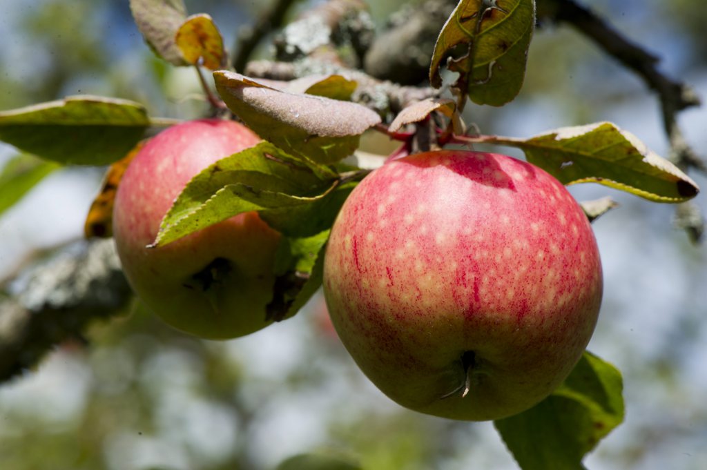 En Suisse, nous consommons chaque année un peu plus de 16 kg de pommes par habitant.