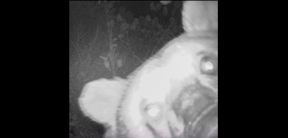 L'ours s'est amusé pendant plus de deux minutes avec la caméra et s'est même offert le luxe de faire un selfie!