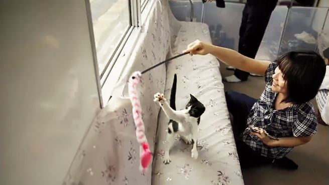 Les passagers du train peuvent caresser ou jouer avec les chats du wagon. 
