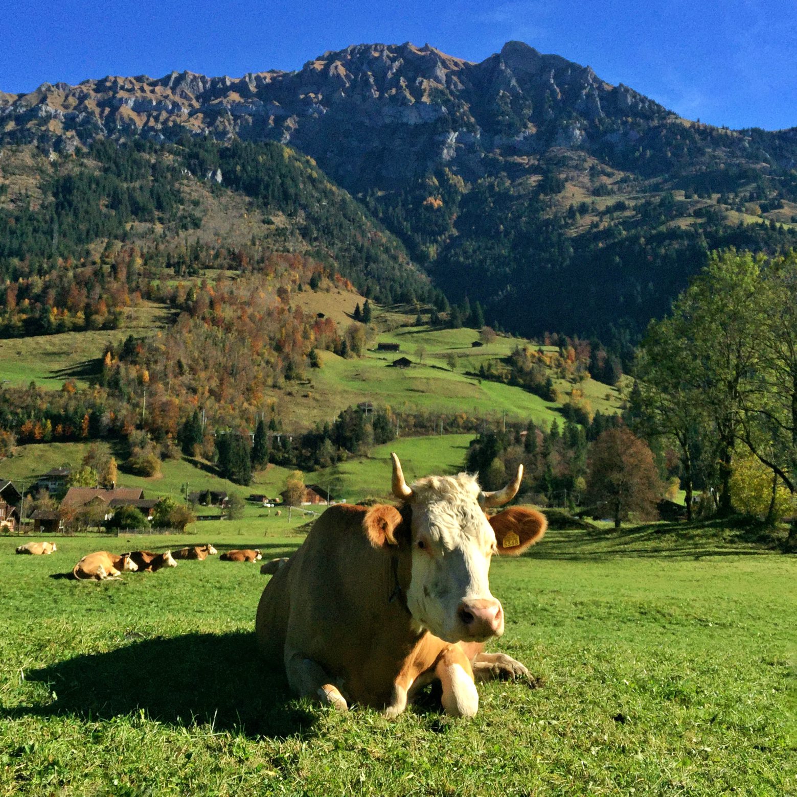 Vache avec des cornes.
Photo Lib/Alain Wicht, Kandergrund, le 29.10.2016 Vache avec des cornes