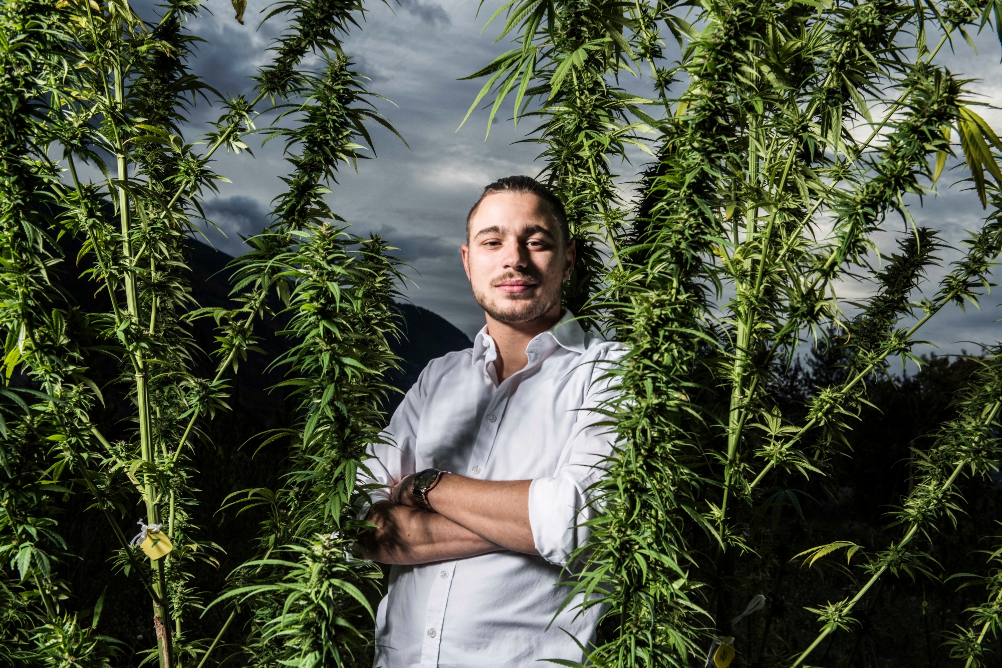 Portrait de Benjamin Foro, Ceo de Nosotras SA une entreprise Valaisanne de CBD (cannabis legal).
