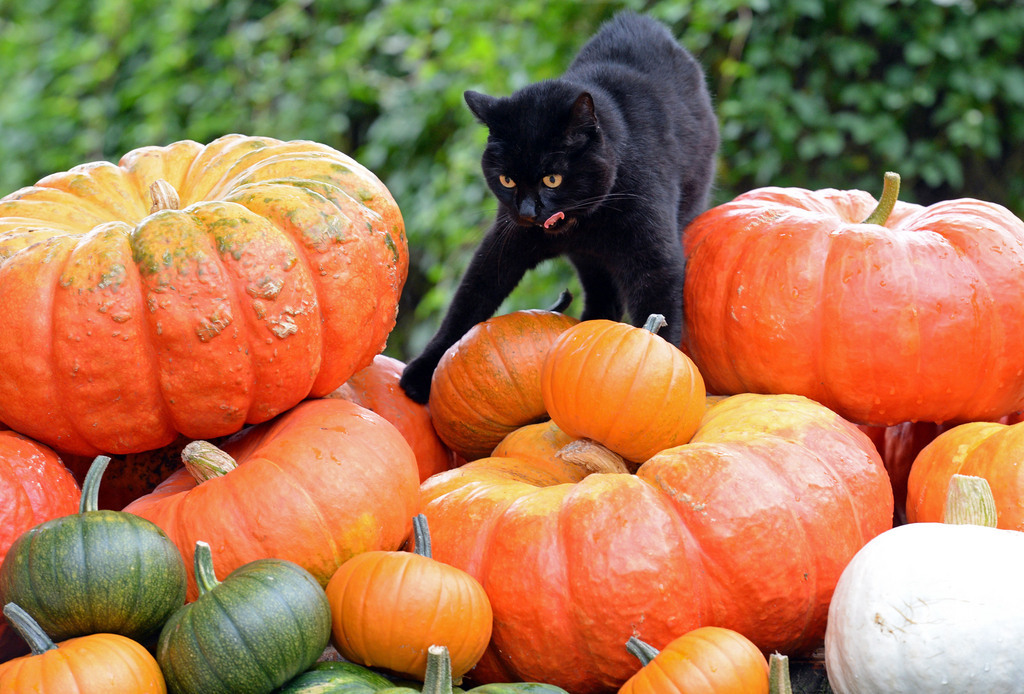 Il ne vaut pas mieux croiser un chat noir un vendredi 13, selon la superstition.