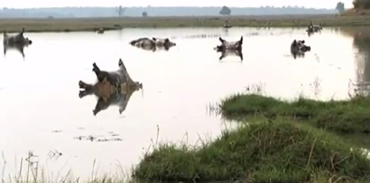 Sur des photos publiées dans la presse locale, des cadavres d'hippopotames gisent sur le dos ou la tête au-dessus de l'eau dans le parc de Bwabwata.