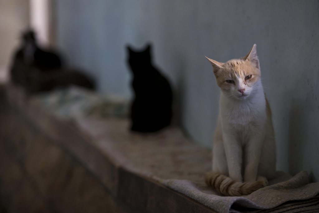 Selon une étude, les chats errants engloutissent 316 millions d'oiseaux chaque année et les matous domestiques en mangent 61 millions.