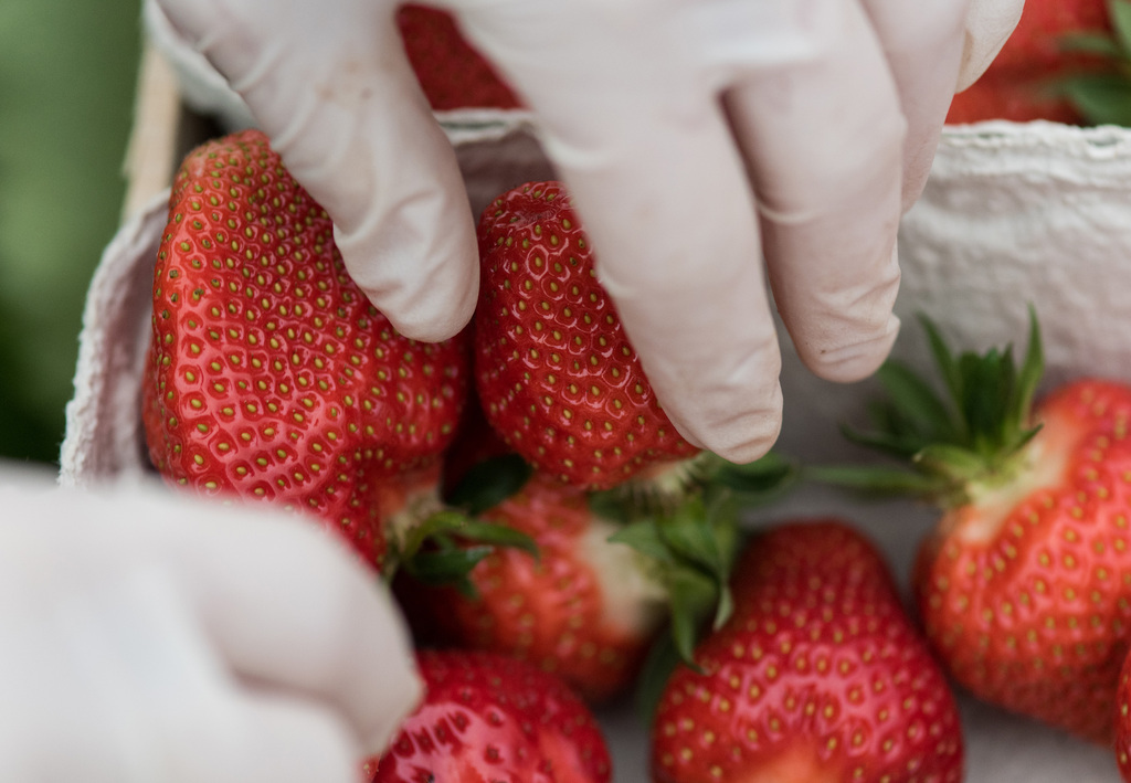 Les producteurs de fraises ont subi de grosses pertes. La récolte est inférieure de 21% à la moyenne des cinq dernières années et d'un tiers à celle de 2014. (illustration)