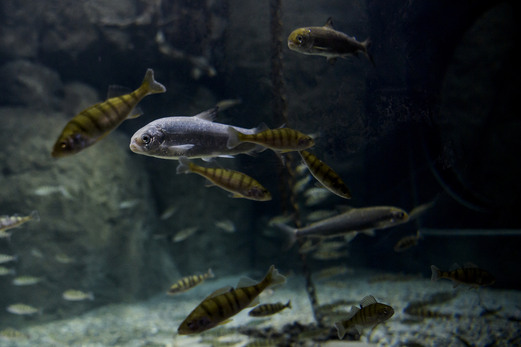 A terme, le plus grand aquarium-vivarium d'eau douce en Europe doit accueillir quelque 10'000 poissons provenant de tous les continents.