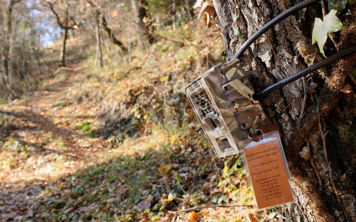 L'Université de Berne a installé une centaine de pièges photographiques en Valais, auxquels il faut ajouter une soixantaine d'appareils posés par le service cantonal de la chasse et de la faune.