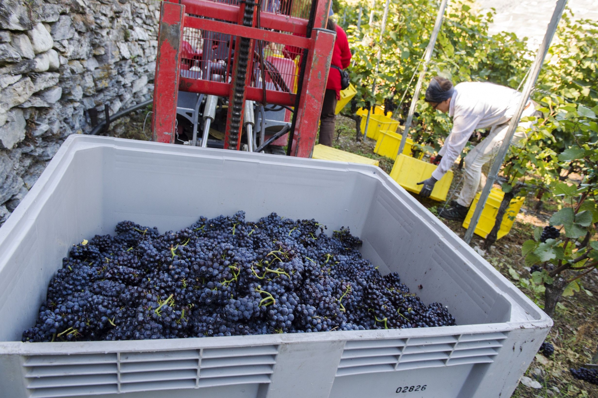 Dans les vignes valaisannes, la quantité n'était pas au rendez-vous de ces vendanges 2017. Mais la qualité si!