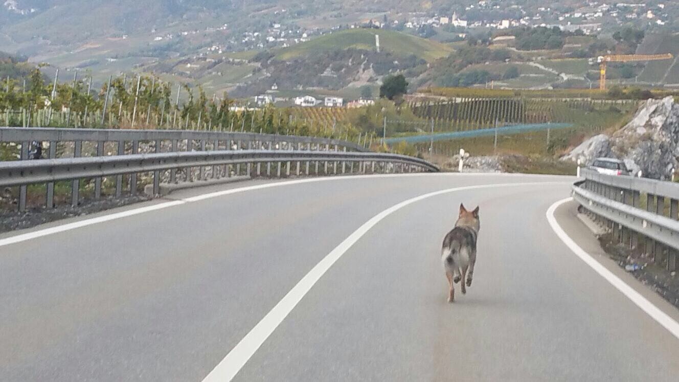 Un loup tchèque - qui est un chien domestique - en balade près de Salquenen, a suscité l'émoi.