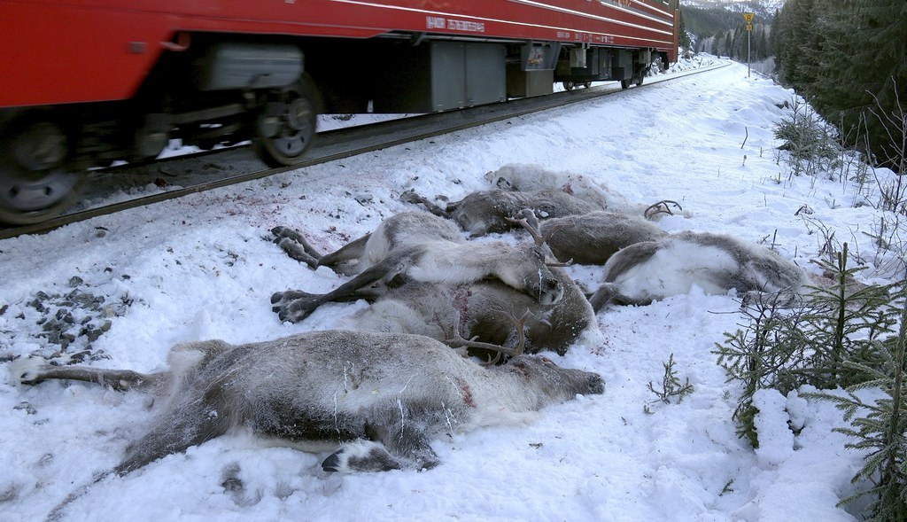 L'épisode le plus sanglant s'est produit samedi quand un train de marchandises a tué d'un coup 65 cervidés qui se trouvaient sur une voie ferrée.