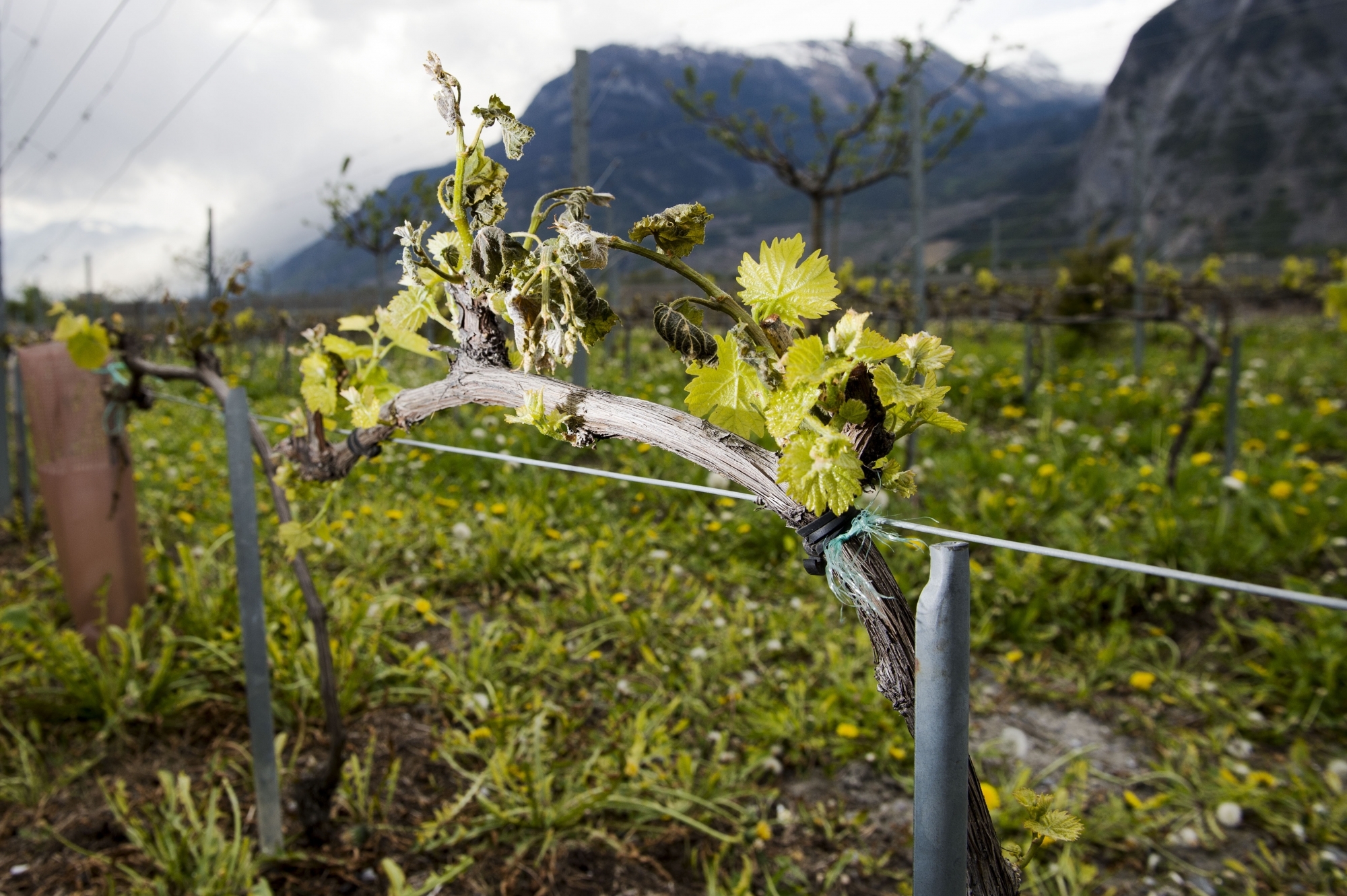 Le vignoble valaisan a été durement frappé par le gel ce printemps. Les redevances vont baisser pour soulager les propriétaires.