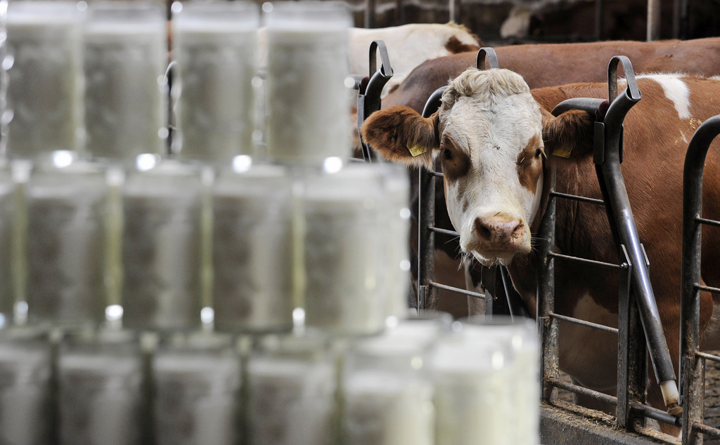 Malgré ce nombre de vaches réduit, la production de lait n'a, elle, pas baissé.